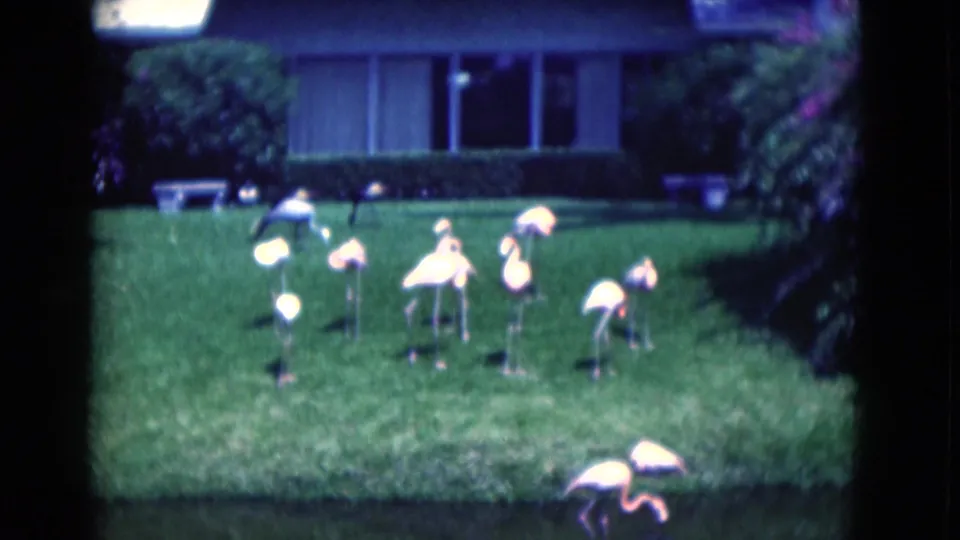 1975 Florida 8mm frame of flamingos foraging on a backyard lawn with a pond and house behind them.