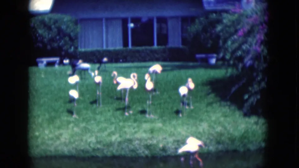 1975 Florida 8mm frame of flamingos in a residential backyard, with lawn, shrubs, pond, and house visible.