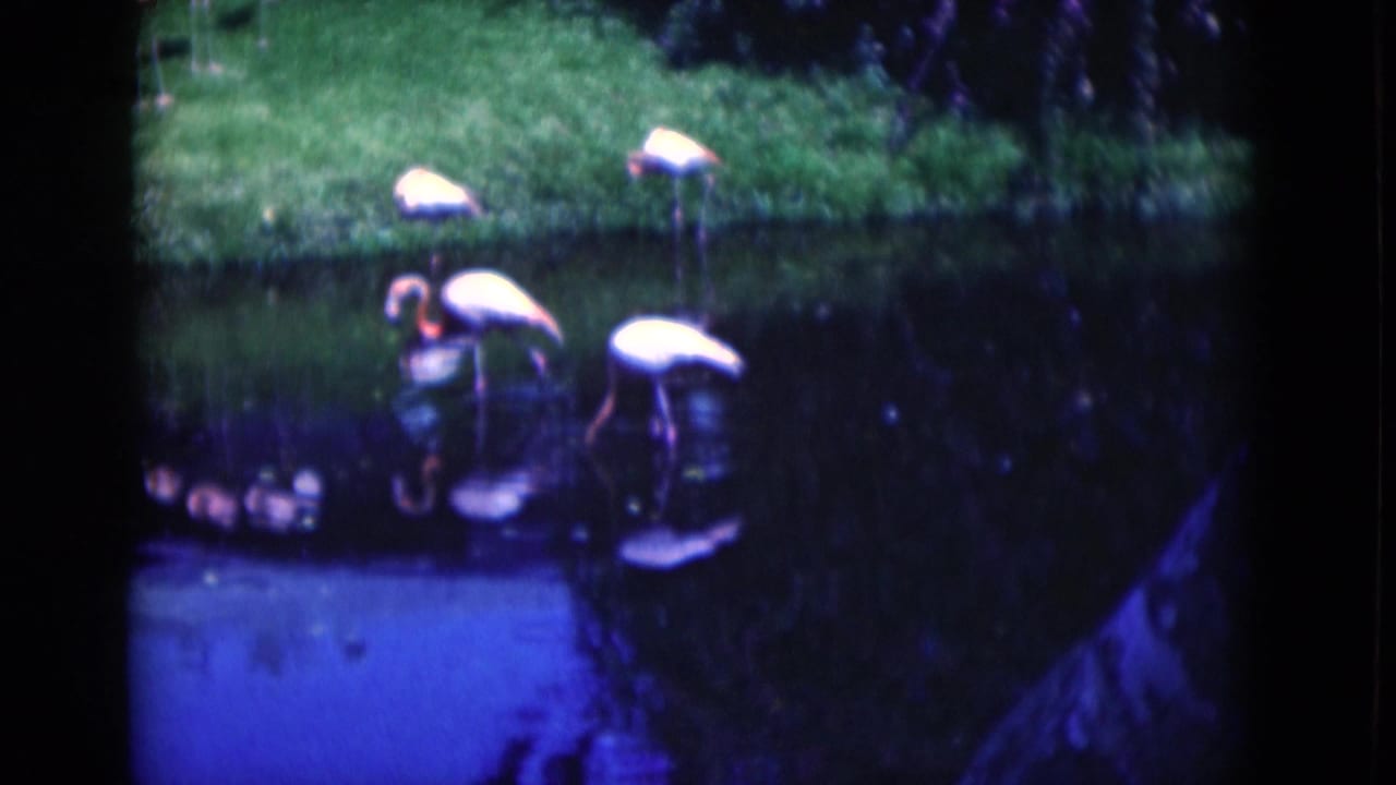 Pink flamingos stand and feed in a dark pond beside a grassy bank.