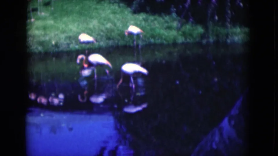 1975 Florida 8mm frame showing pink flamingos wading and bending to feed in pond water near bright green grass.