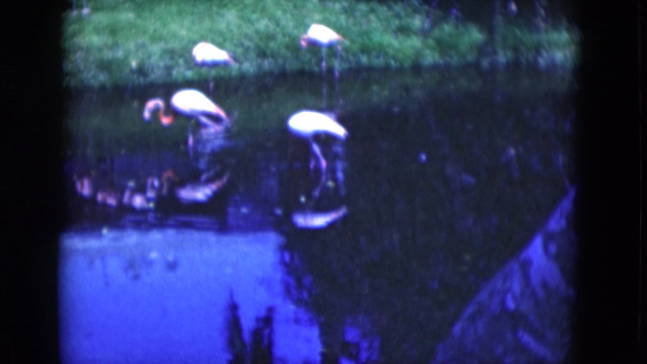 Several flamingos wade in pond water below a bright grassy edge.