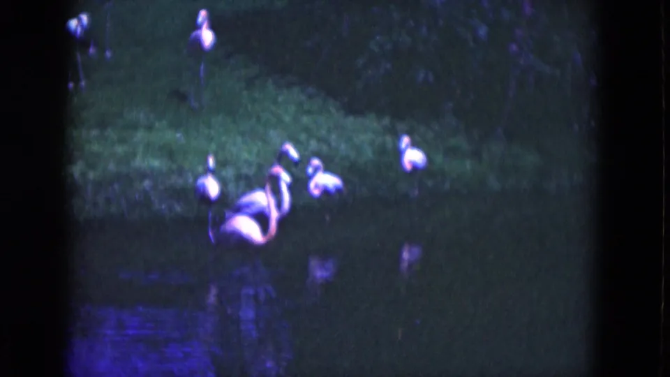 1975 Florida 8mm frame showing a small group of flamingos on green grass with pond water and reflections in the foreground.