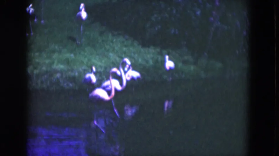 1975 Florida 8mm frame with flamingos walking and standing on a grassy pond bank, with dark water in the foreground.