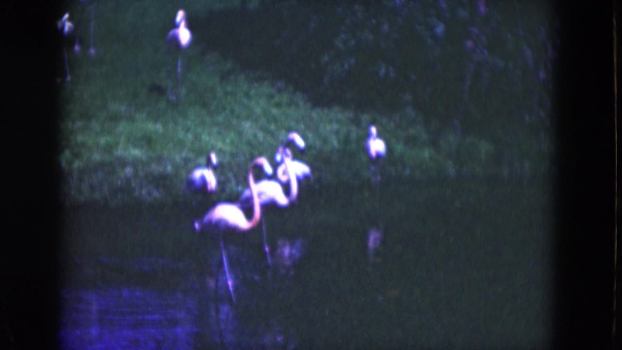 Several flamingos stand near shallow water and grass in a soft 8mm frame.