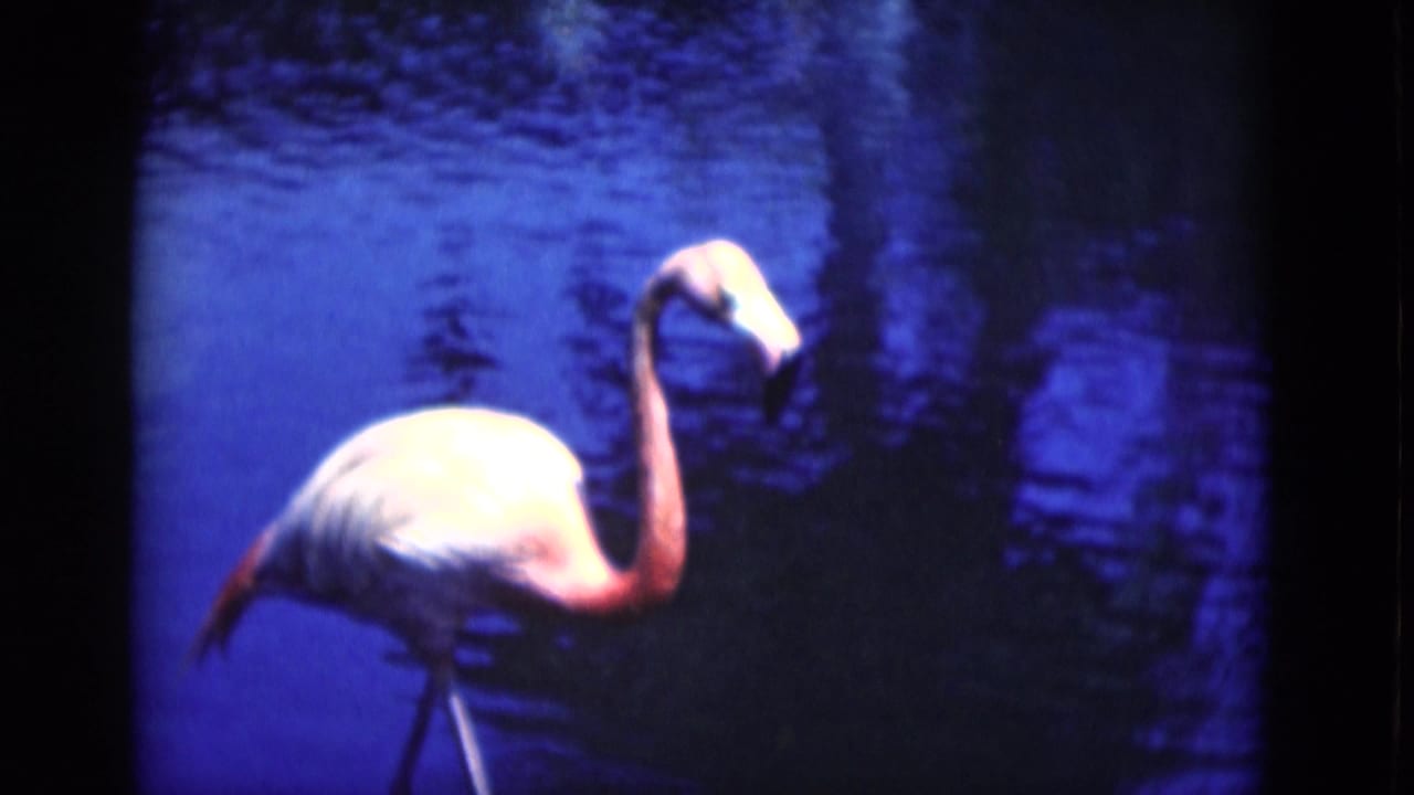 A single flamingo stands in blue water with its head bent downward.