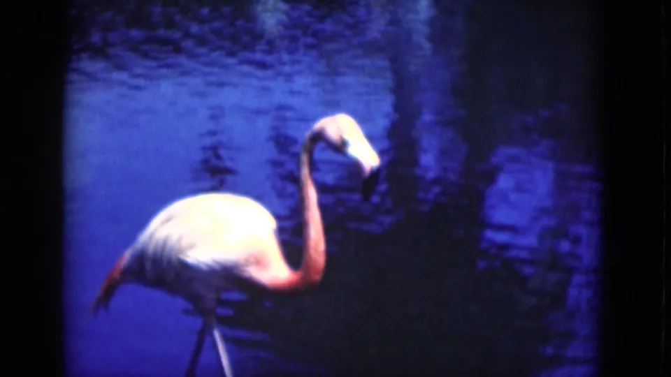 Close 1975 Florida 8mm view of a flamingo standing in deep blue water with dark reflected foliage behind it.