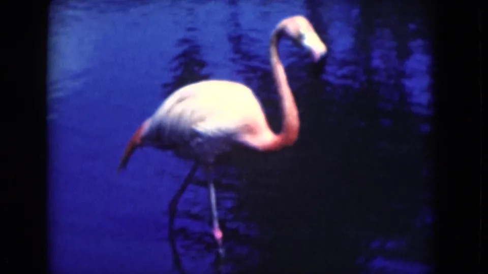 1975 Florida home-movie frame of a flamingo moving through blue water, with soft focus and pink highlights on the bird.