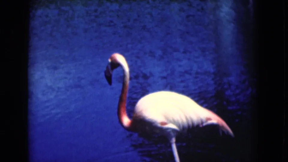1975 Florida 8mm still of a flamingo in rippled blue water, with the bird partly cropped by the frame edge.