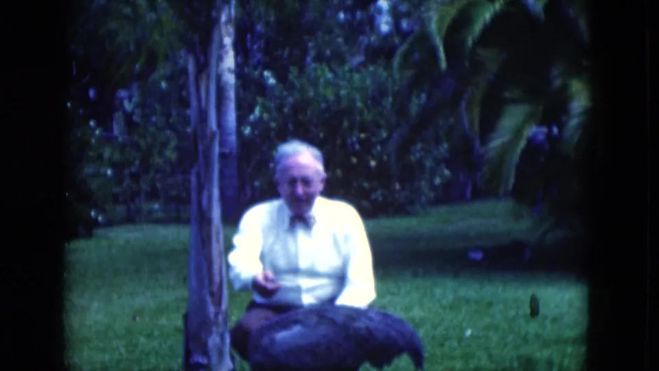In 1975 Florida home-movie footage, a seated man reaches toward a large dark bird on grass beside a slender tree.