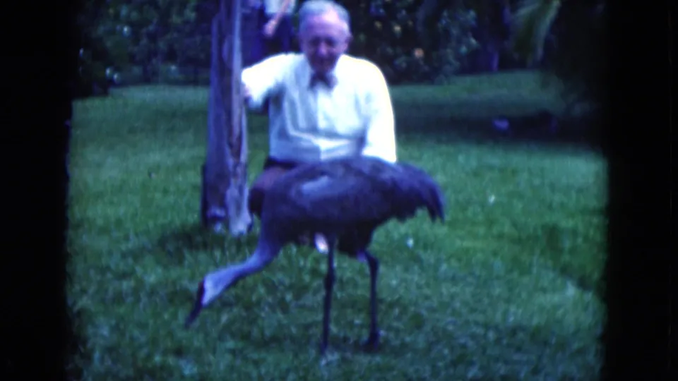 The large bird steps across the lawn as the seated man remains behind it near a tree in the 1975 Florida garden scene.