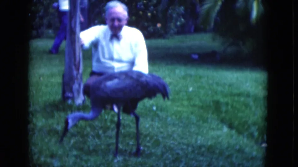 In 1975 Florida 8mm footage, an older man in a white shirt and bow tie stands by a tree while a crane-like bird walks on grass.