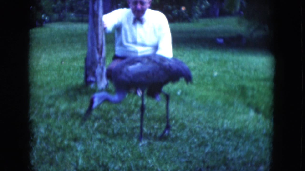 Large crane-like bird walks in front of a man standing by a tree.