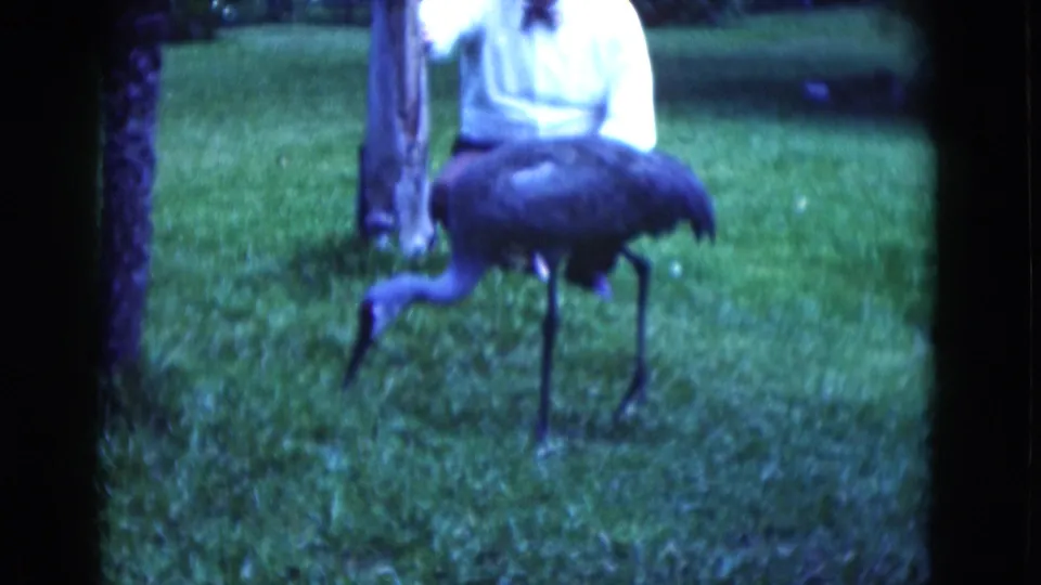 A crane-like bird lowers its head on a grassy Florida lawn as a man in a white shirt stands partly cropped behind it.