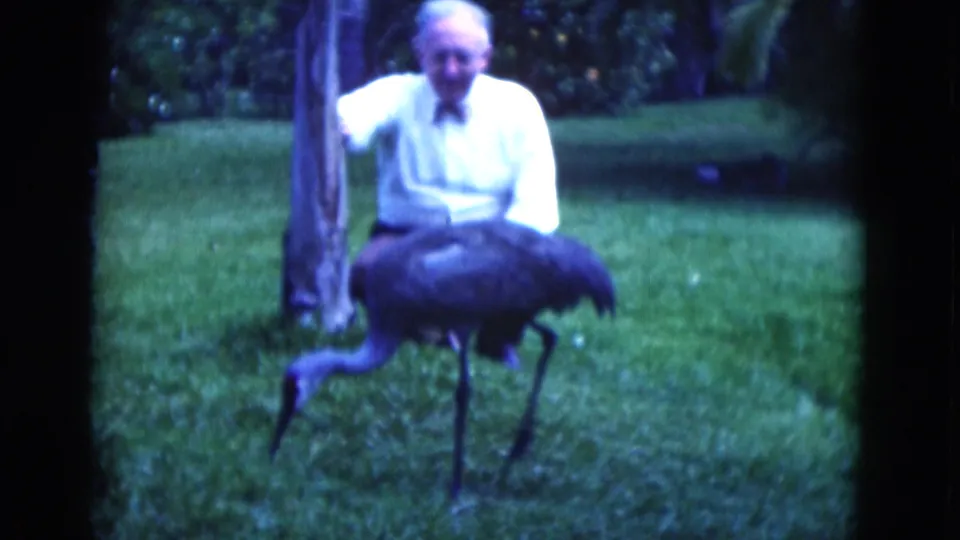 An older man appears to smile beside a tree as a crane-like bird stands in the foreground of a 1975 Florida 8mm backyard scene.