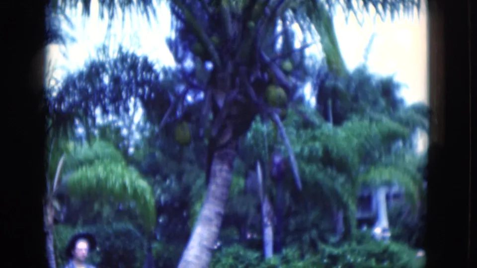 Soft 8mm frame from 1975 Florida showing a woman low in frame near a fruiting coconut palm, lawn, foliage, and a building glimpse.