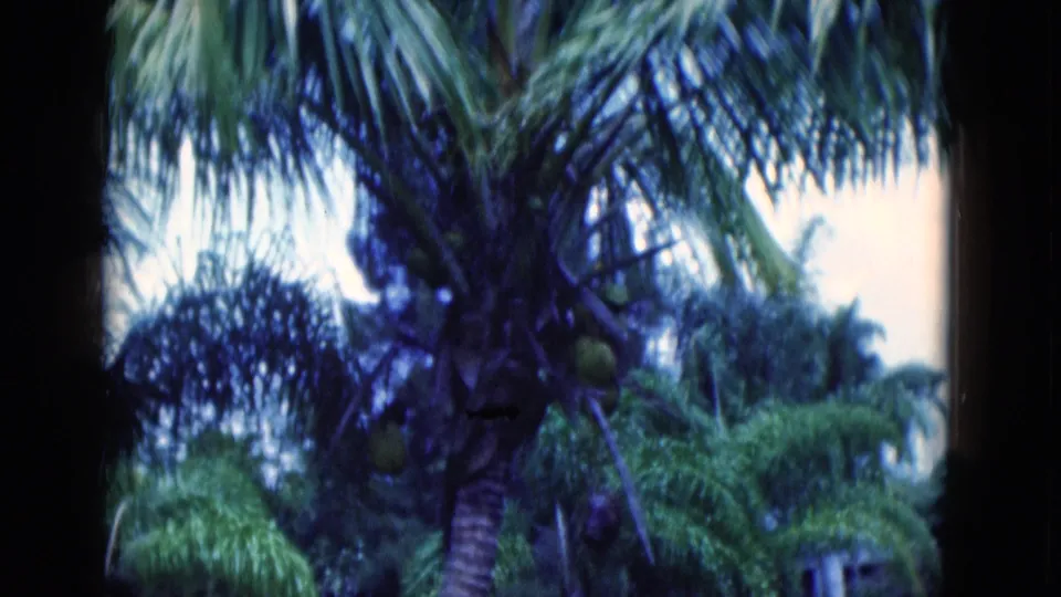 1975 Florida 8mm frame focused on a coconut palm canopy with visible fruit, palm fronds, and dense tropical garden foliage.