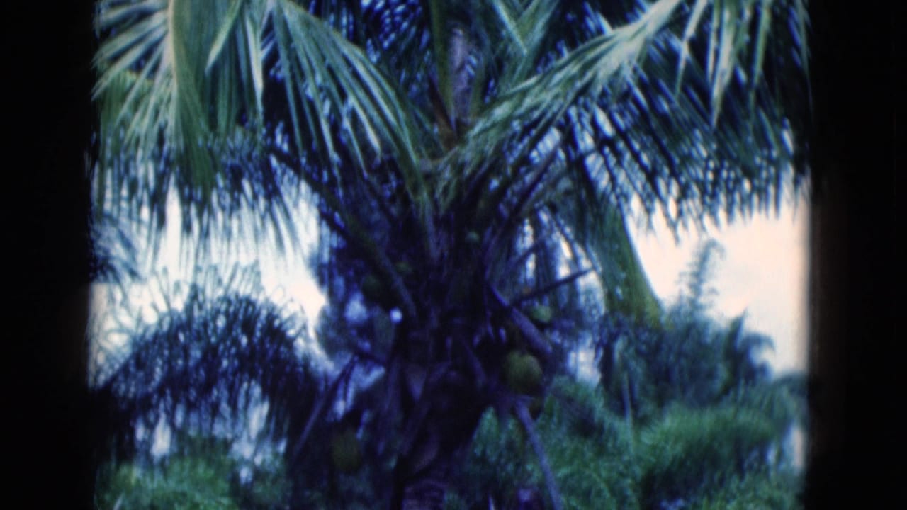 1975 Florida 8mm frame showing coconut palms and layered fronds in a park-like setting.