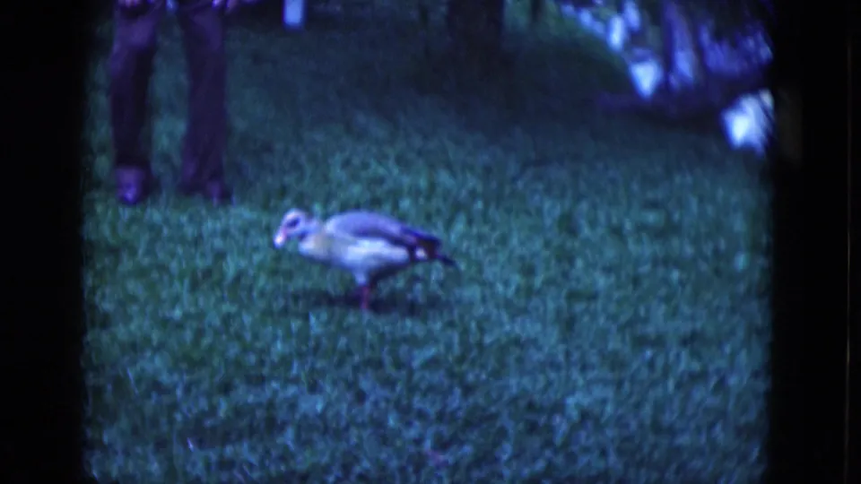 Duck crosses a blue-green 8mm lawn in the Florida park while partial adult legs appear in the background.