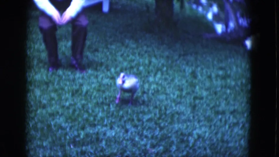 A duck stands on the lawn near an adult's visible legs in this 1975 Florida home-movie frame.