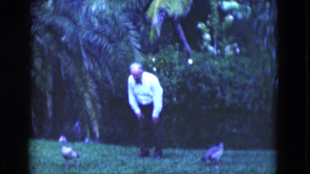Older man bending toward birds on a green lawn with palm foliage behind him.