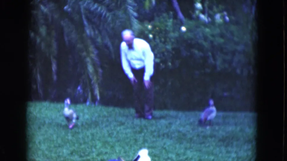 1975 Florida home-movie frame with an older man observing birds on a lawn bordered by dense tropical greenery.