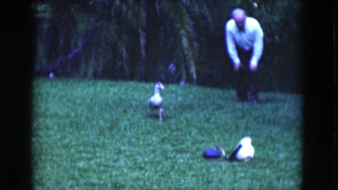 Man bending toward ducks on a green lawn with dense tropical foliage behind him.