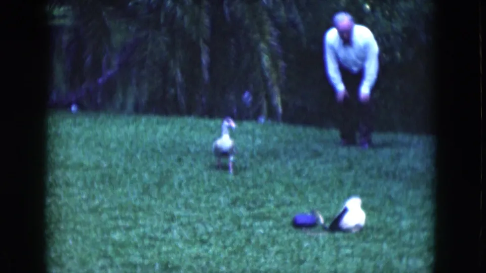 1975 Florida 8mm frame showing an adult man bending toward ducks on a shaded green backyard lawn.