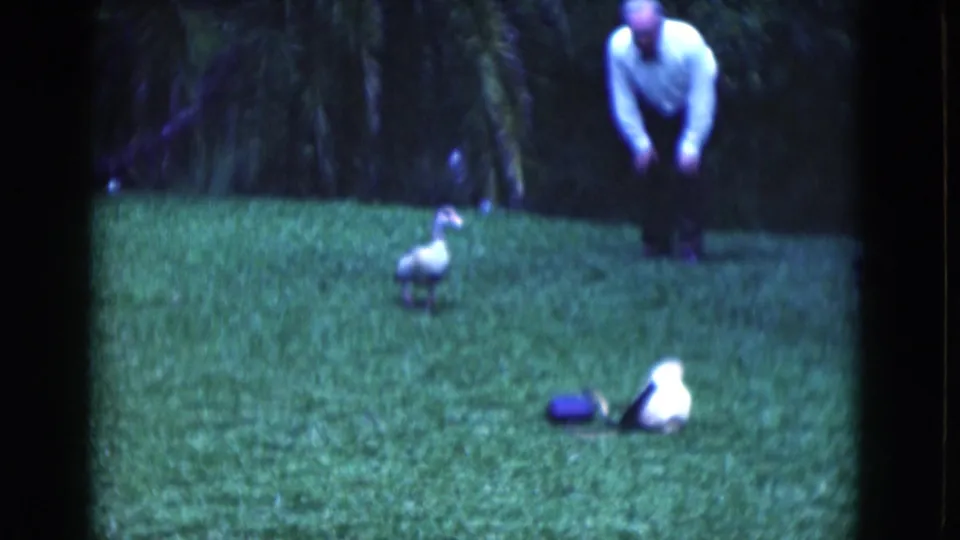 1975 Florida backyard footage with a man leaning down while ducks walk and rest on the lawn.