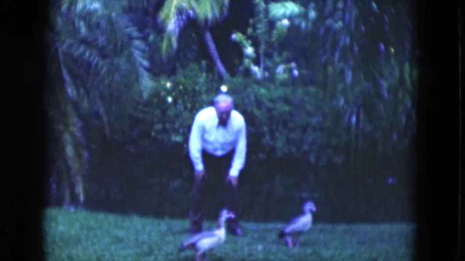 Soft 8mm frame from 1975 Florida showing a man bending near ducks in a lush backyard setting.