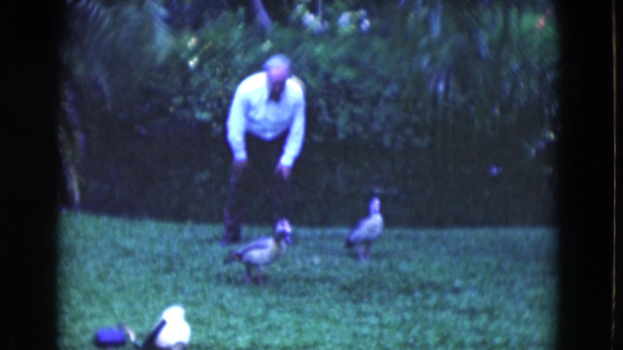 Man in a white shirt bends toward ducks on a grassy lawn.