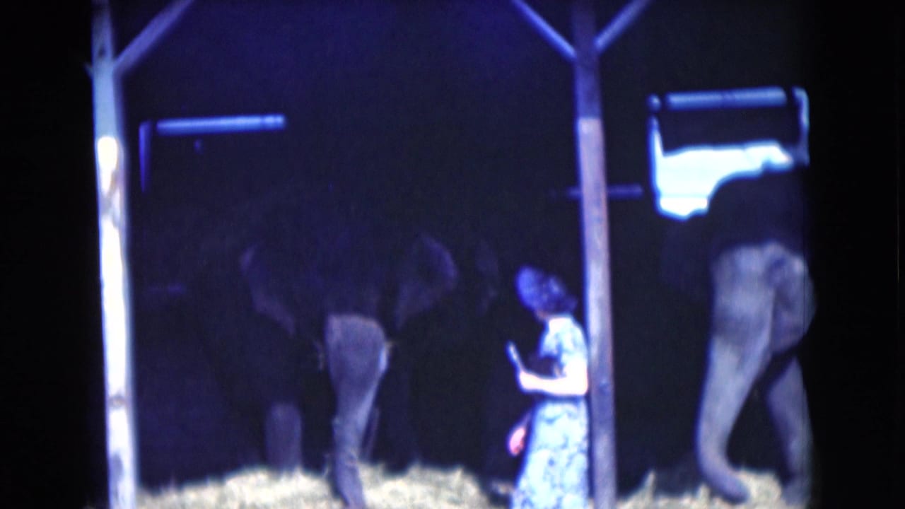 Woman in a patterned dress stands near elephants in a dim nighttime enclosure.