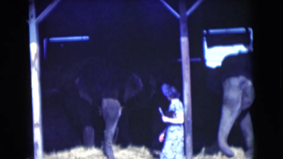 1975 Florida home-movie frame showing a woman near a post while elephants stand on hay in a dimly lit enclosure.
