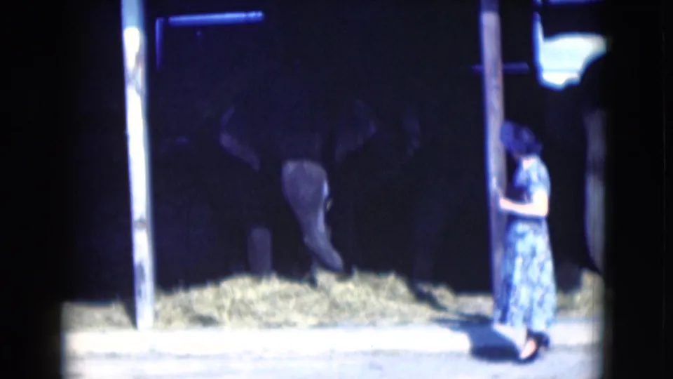 1975 Florida zoo or animal exhibit scene with elephants on hay and a woman standing at the right edge of the frame.