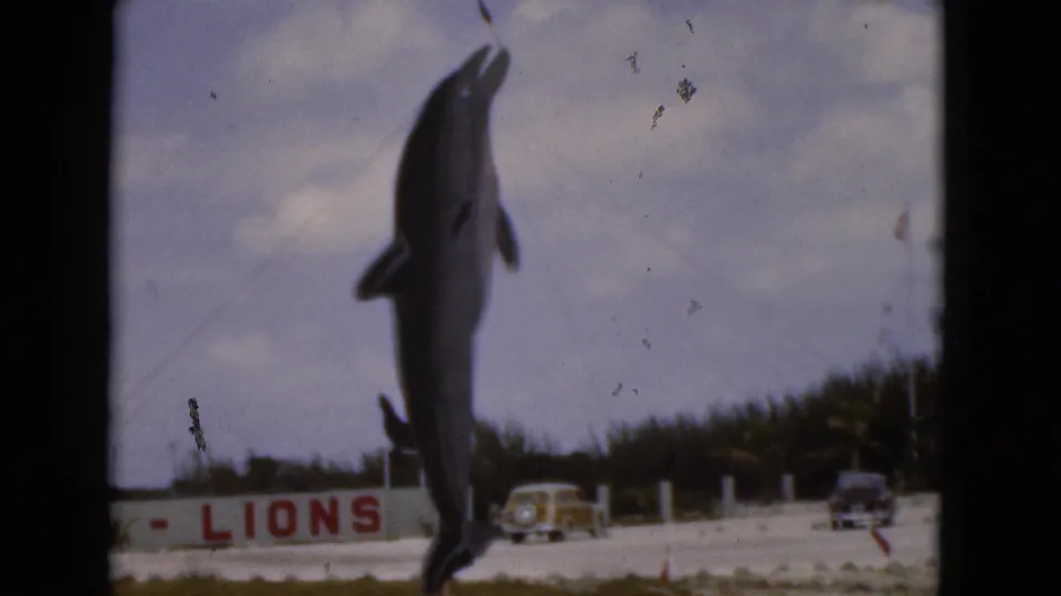 Soft 8mm frame from 1975 Florida with a dolphin statue suspended above partial SEA-LIONS signage and cars at a roadside attraction.