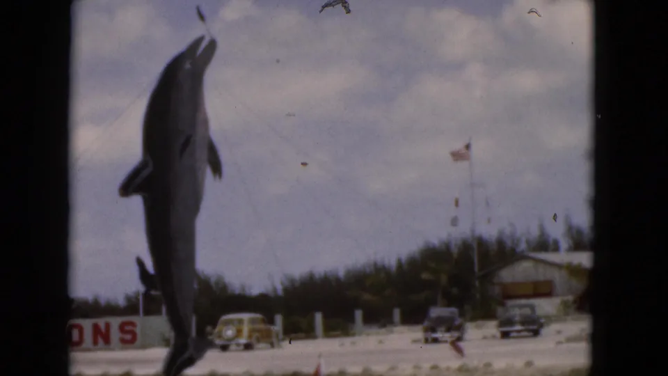 1975 Florida 8mm frame of a suspended dolphin display near SEA-LIONS lettering, parked cars, a flagpole, and a small building.