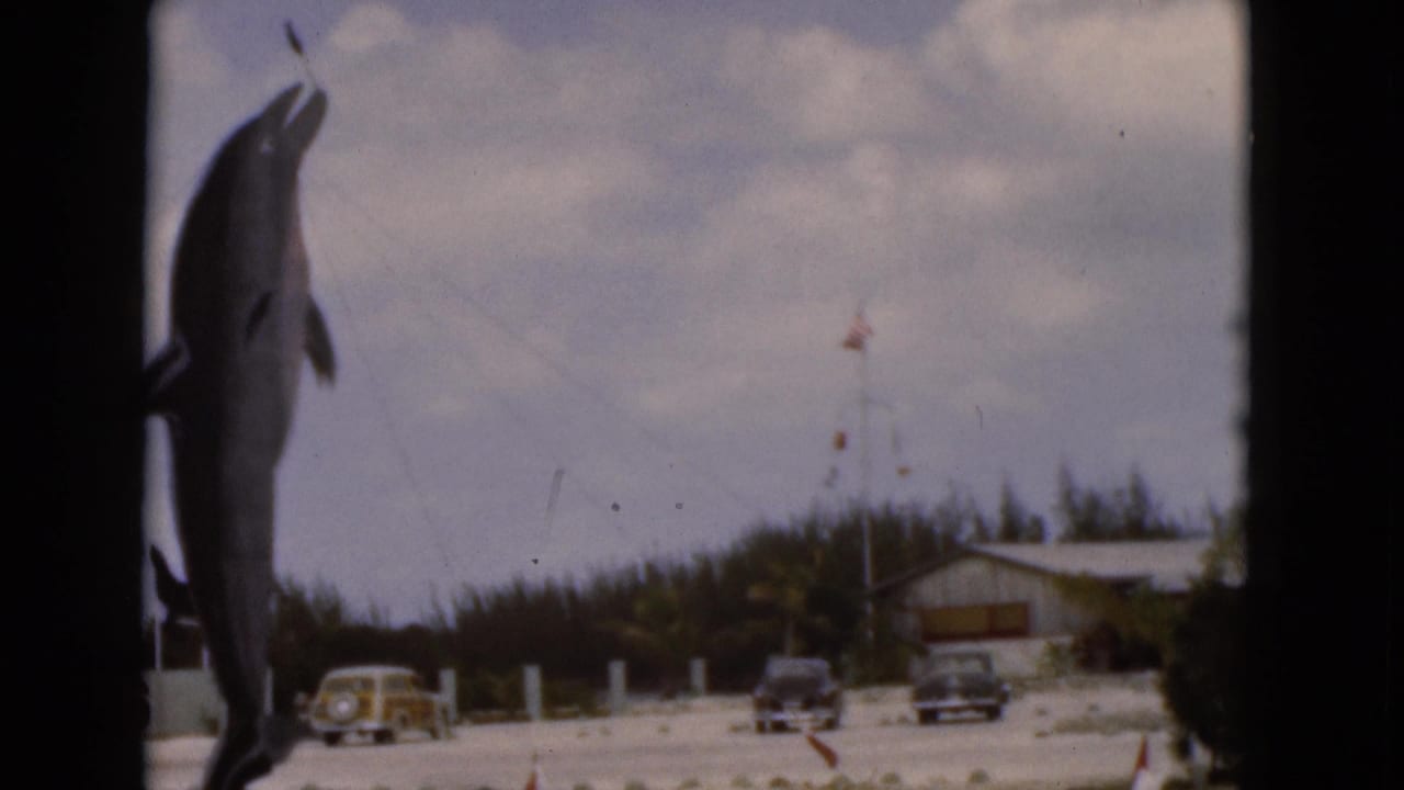 Dolphin rising at the left edge near a coastal building and parked cars.