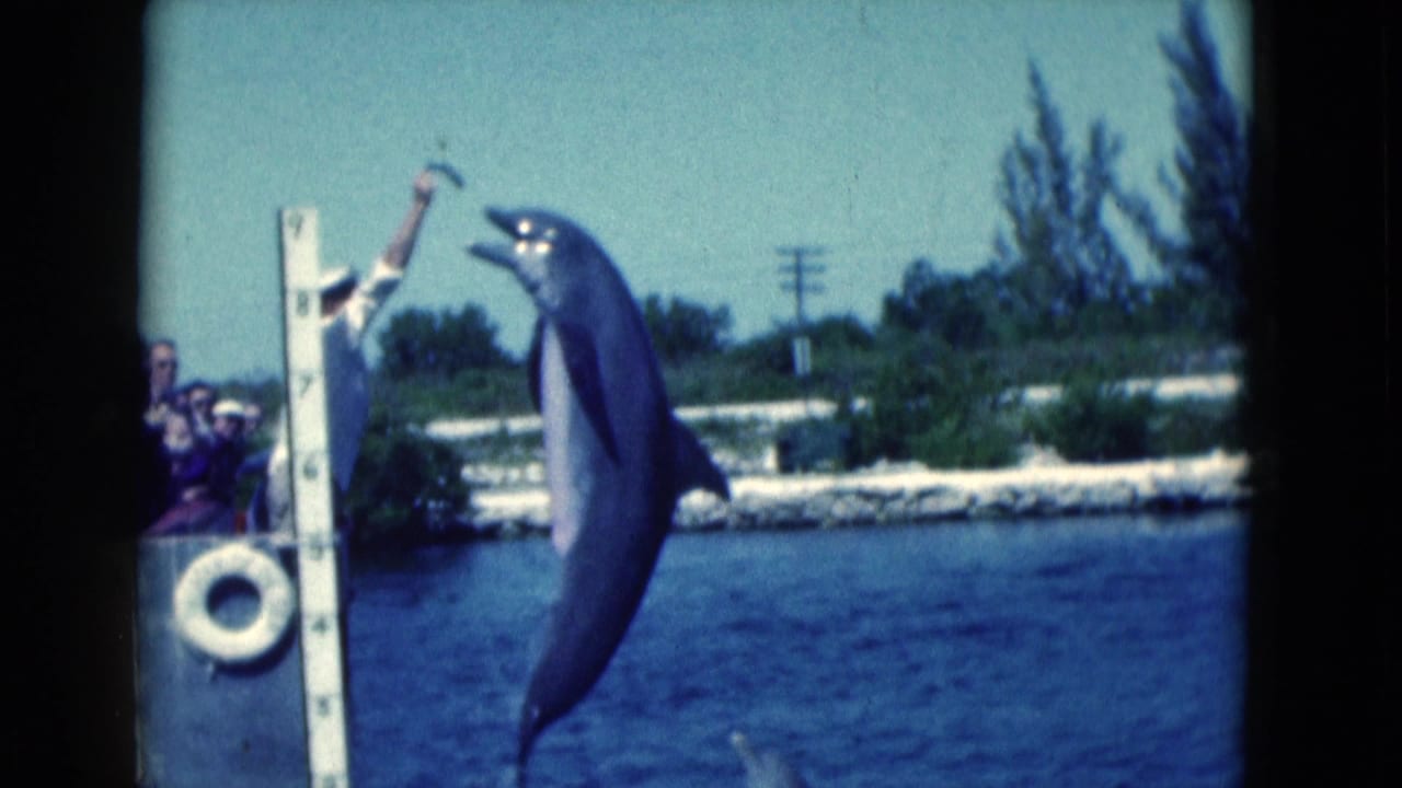 Dolphin leaps beside a dock as a trainer holds a fish above the water.