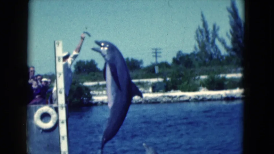 1975 Florida 8mm frame showing a dolphin rising toward a fish held by a trainer on a dock, with spectators partly visible.