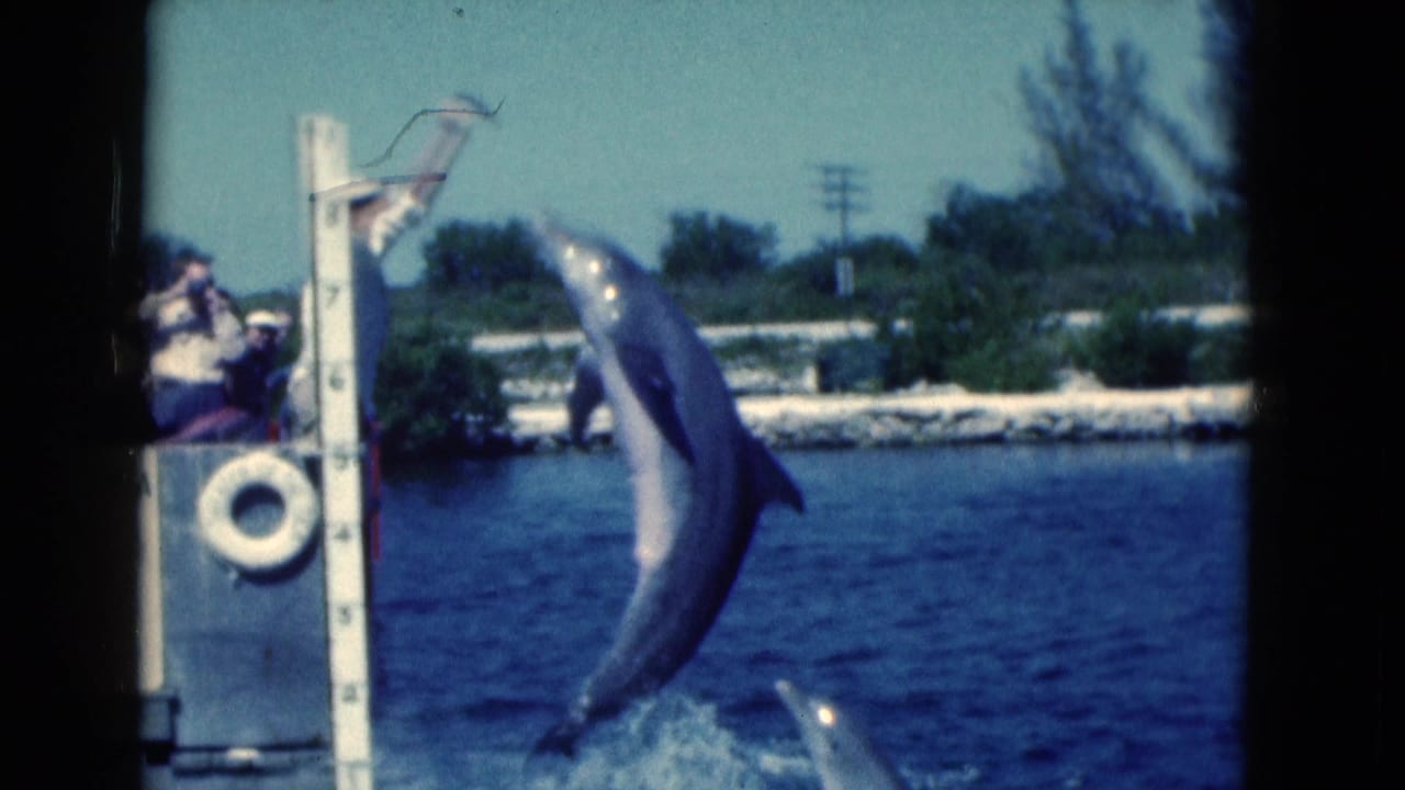 Dolphin mid-leap during a Florida marine show, with a trainer on the dock and visitors watching from the platform.