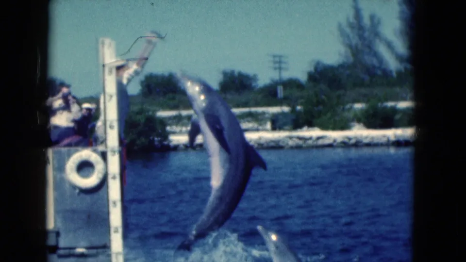 Dolphin mid-leap during a Florida marine show, with a trainer on the dock and visitors watching from the platform.