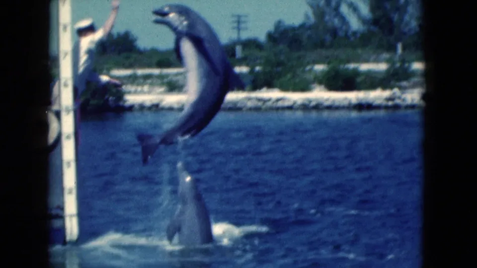 1975 home-movie frame of a dolphin leaping near the dock marker as another dolphin breaks the water below.
