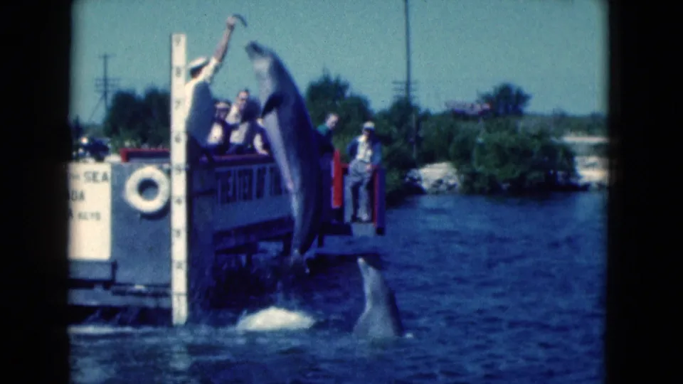 Florida marine-show frame with a dolphin leaping beside a dock platform, spectators seated behind, and another dolphin surfacing below.