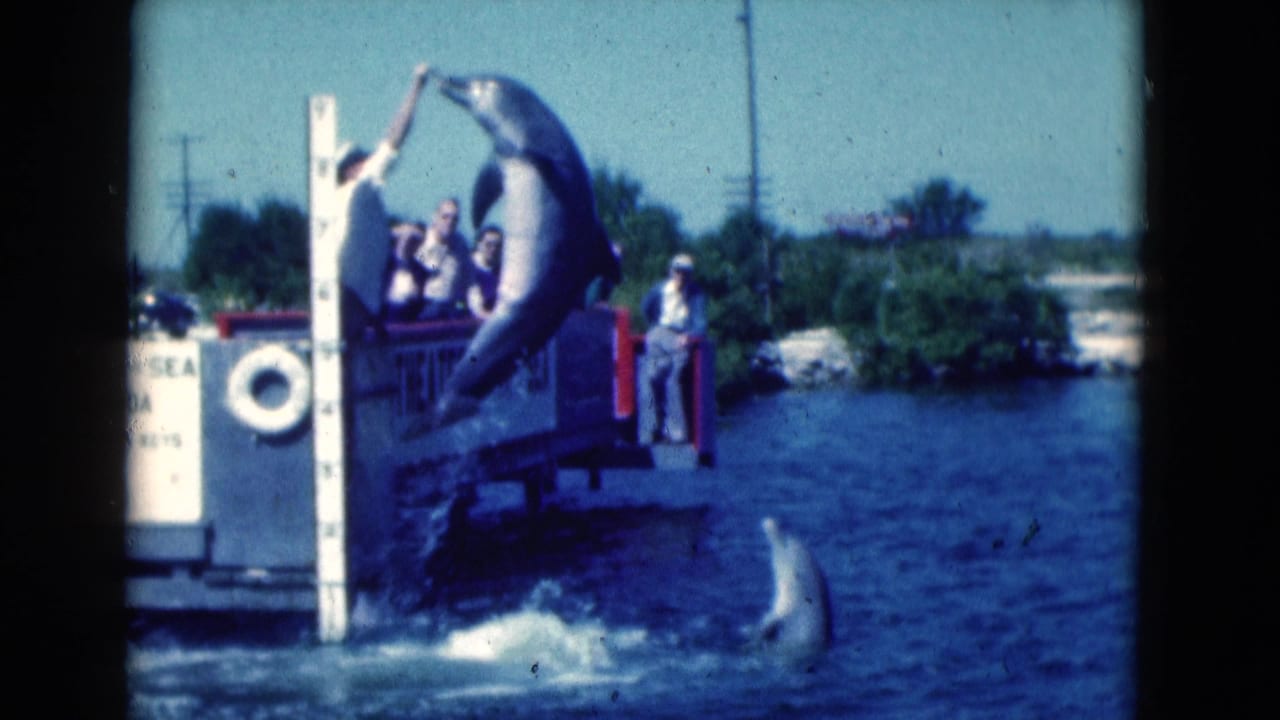 1975 Florida 8mm frame of a marine park trainer cueing a leaping dolphin near spectators and Theater of the Sea signage.