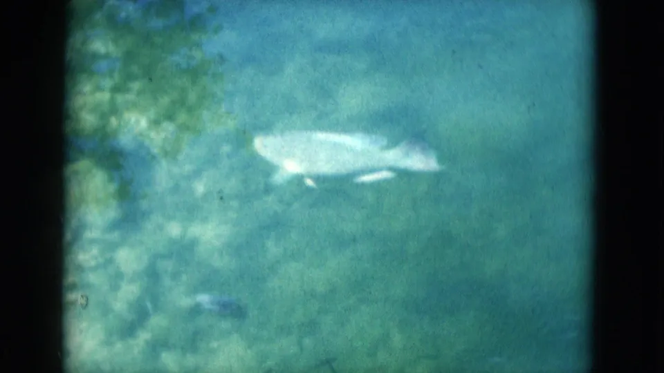 1975 Florida 8mm underwater frame showing a pale fish swimming above rocks in blue-green marine park water.