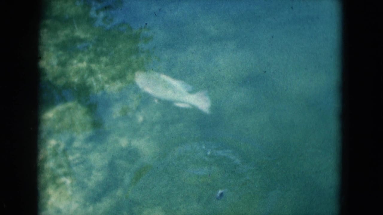 1975 Florida 8mm frame showing a pale fish moving through clear green-blue water with rocks and surface reflections nearby.