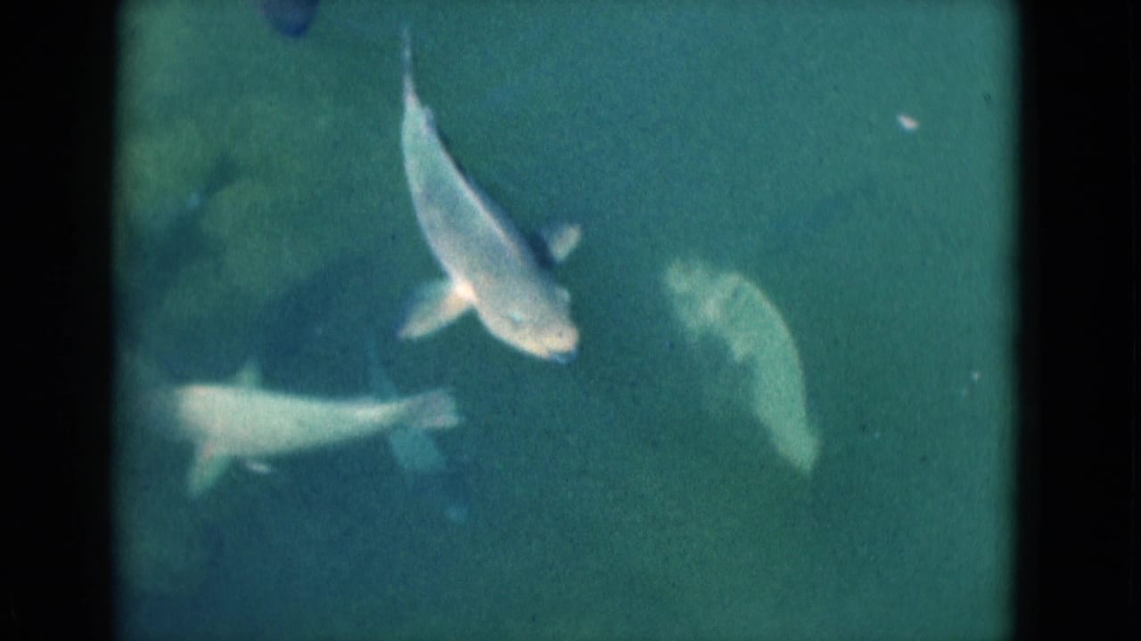 Several pale fish swimming near the water surface in green-blue light.