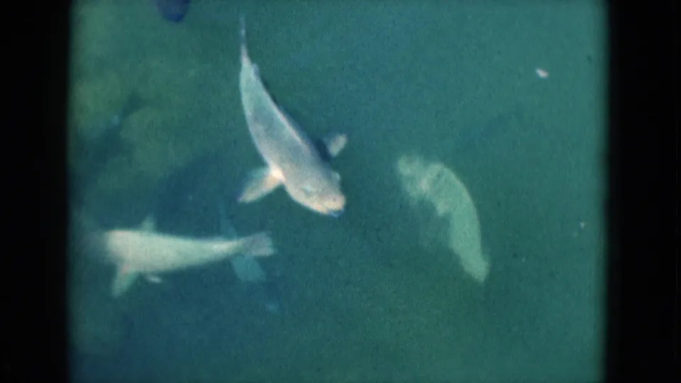 1975 Florida 8mm frame with multiple pale fish visible beneath rippled green-blue water and soft film grain.