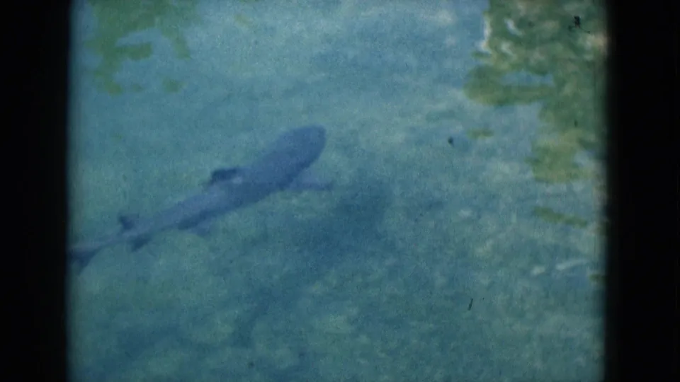1975 Florida 8mm frame showing a darker fish over a rocky bottom with green-blue water and reflected light.