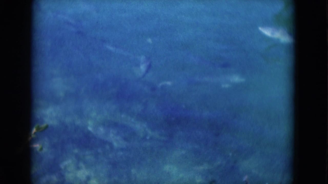 1975 Florida 8mm frame with faint fish or sea-animal shapes visible through blue water and soft film texture.