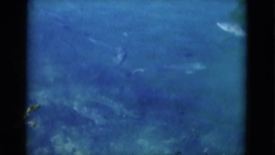 1975 Florida 8mm frame with faint fish or sea-animal shapes visible through blue water and soft film texture.
